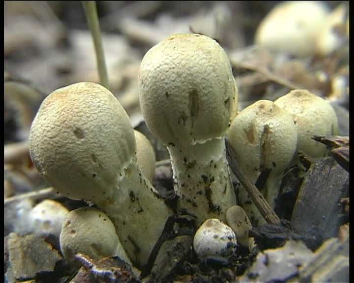 Leucocoprinus cepistipes    4. Giugno  2004